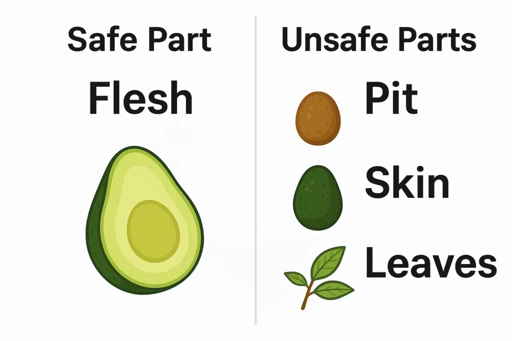 Infographic showing the safe part of an avocado for dogs, labeled “Flesh,” and the unsafe parts labeled “Pit,” “Skin,” and “Leaves” to explain avocado safety for pets.