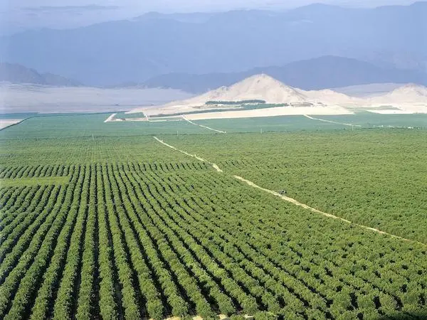 Mature avocado tree producing healthy fruit