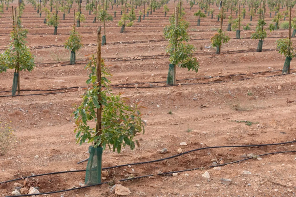 Hass avocado tree in commercial cultivation