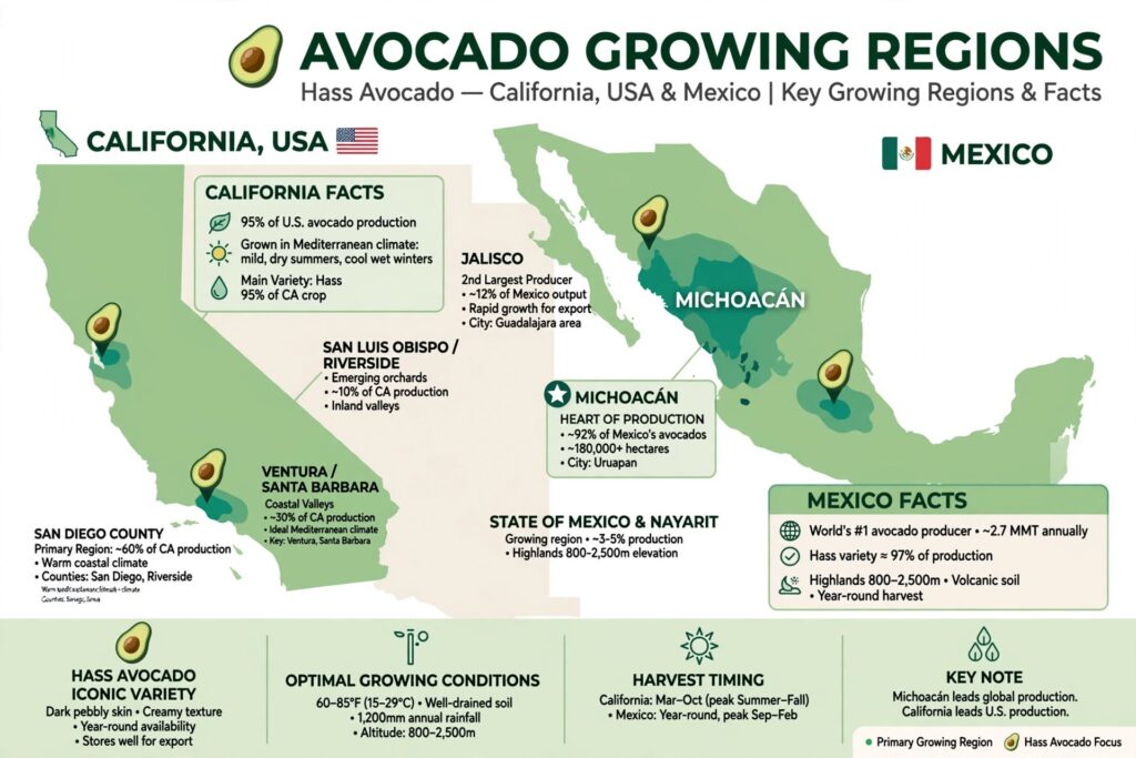 hass avocados grown in usa or mexico growing regions map california michoacan